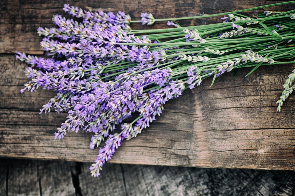 Organic Lavandula