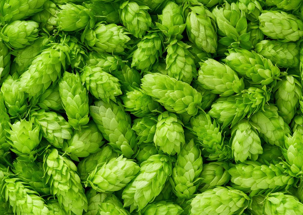 Homeopathic Humulus lupulus