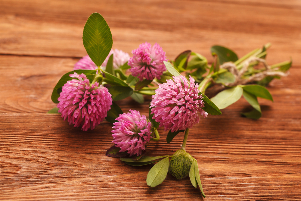 Organic Red Clover