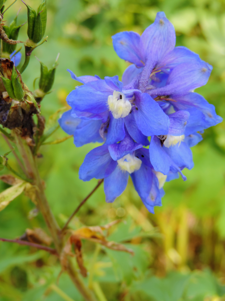 Homeopathic Staphysagria