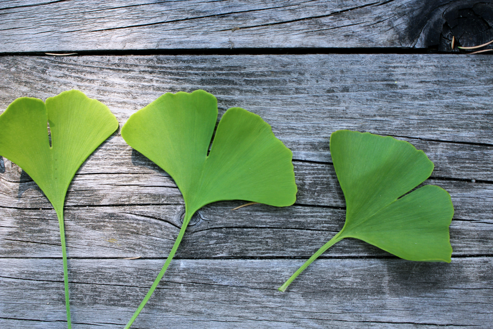 Organic Ginkgo Biloba