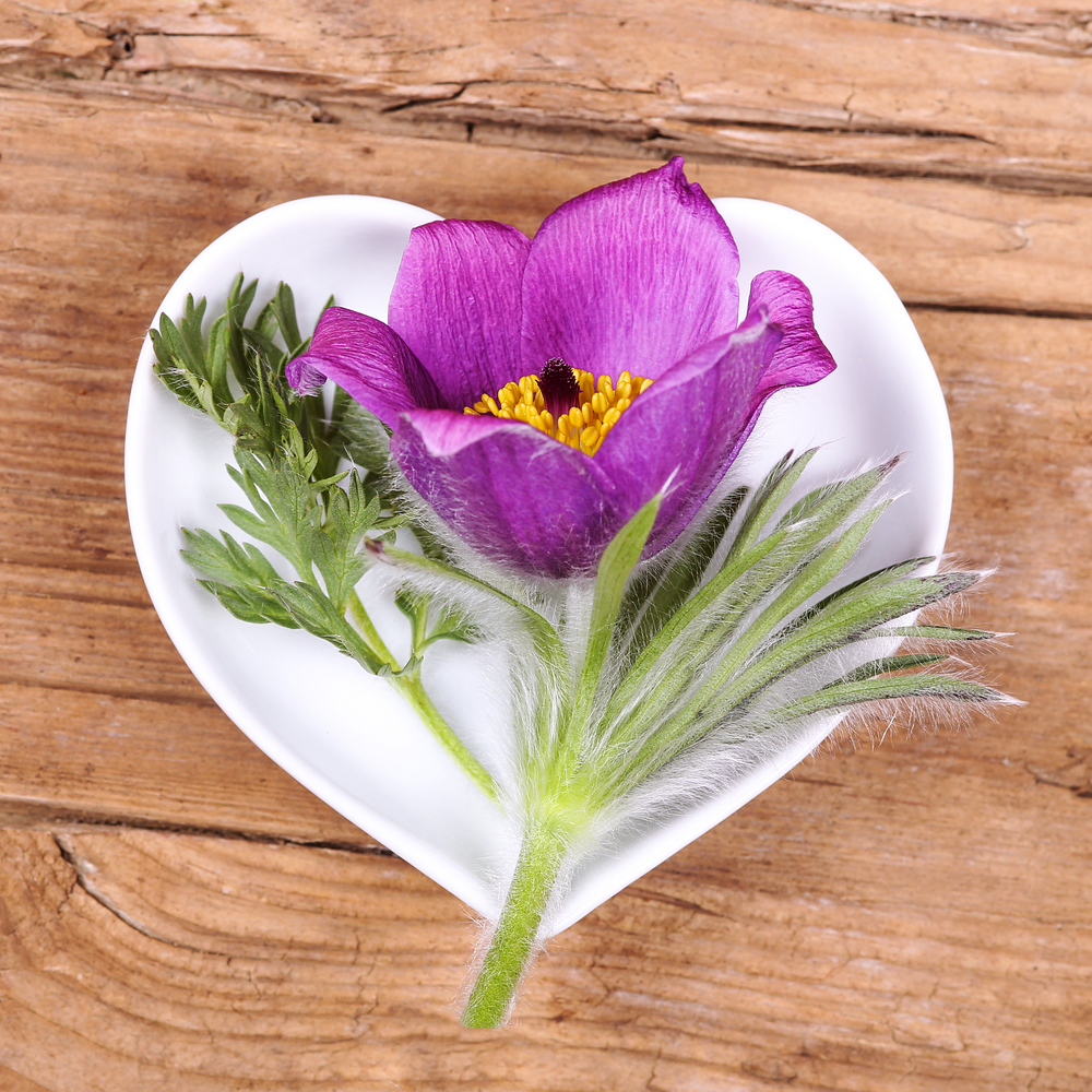 Pulsatilla