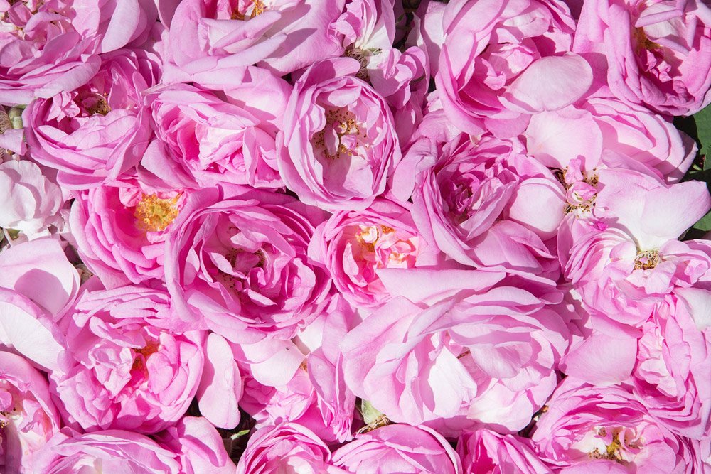 Organic Rose Absolute Oil