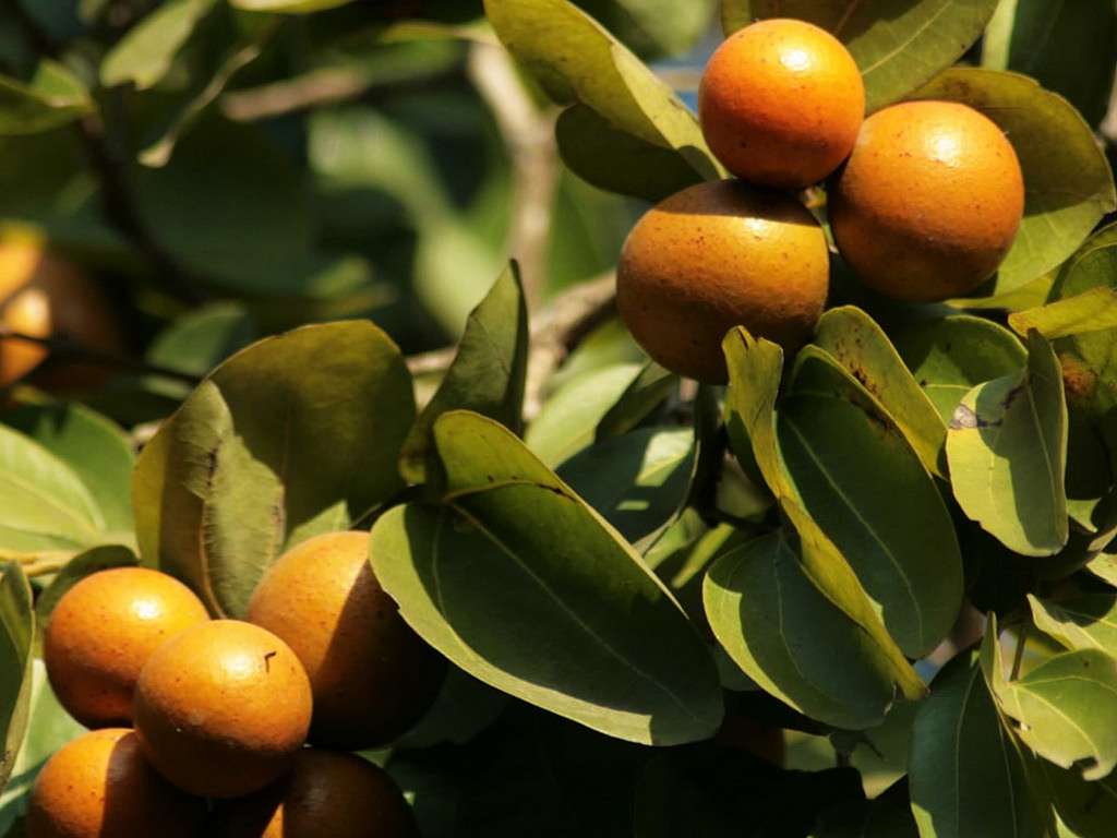 Ignatia Amara