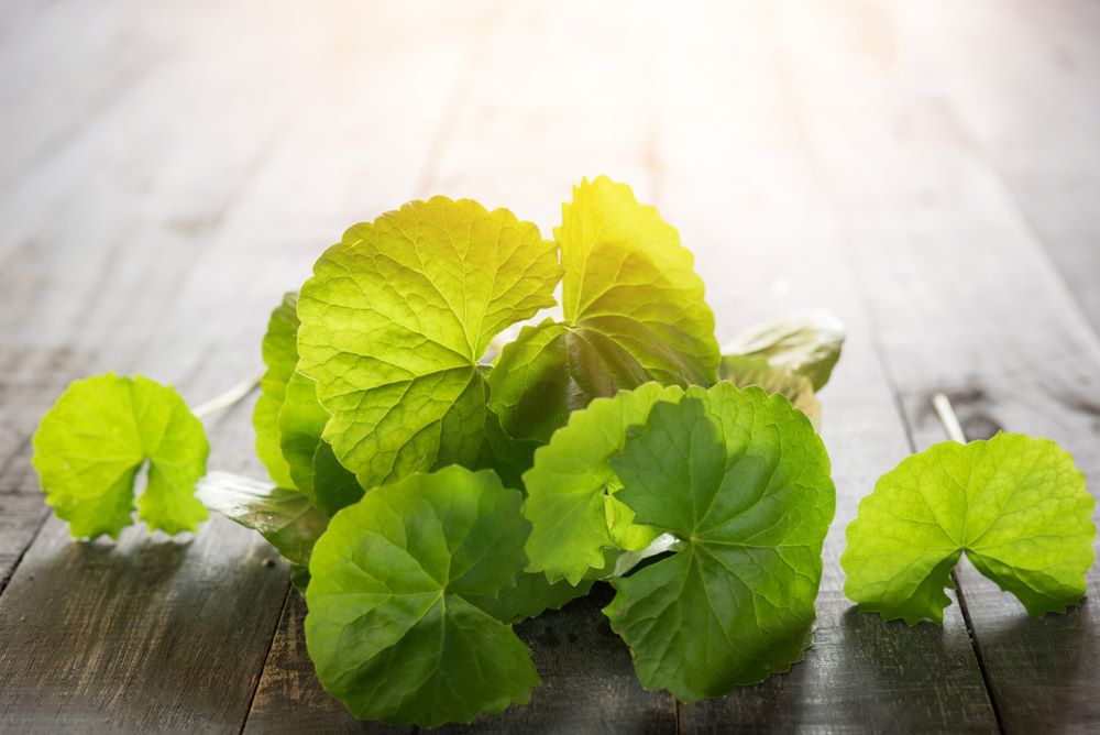 Organic Gotu Kola