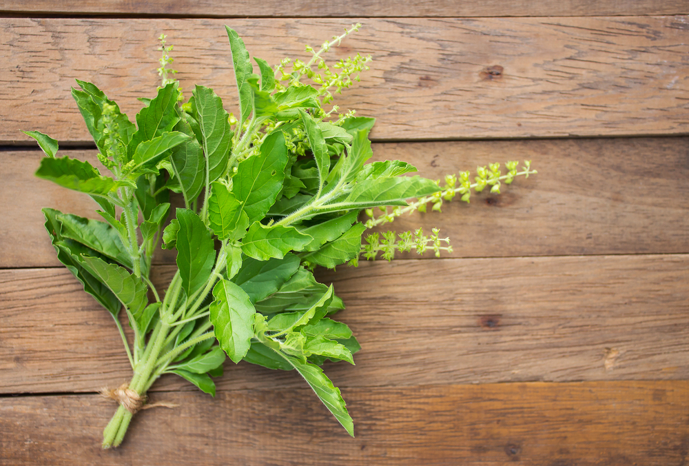 Organic Holy Basil