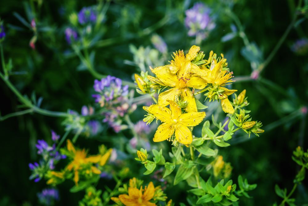 Organic St Johns Wort