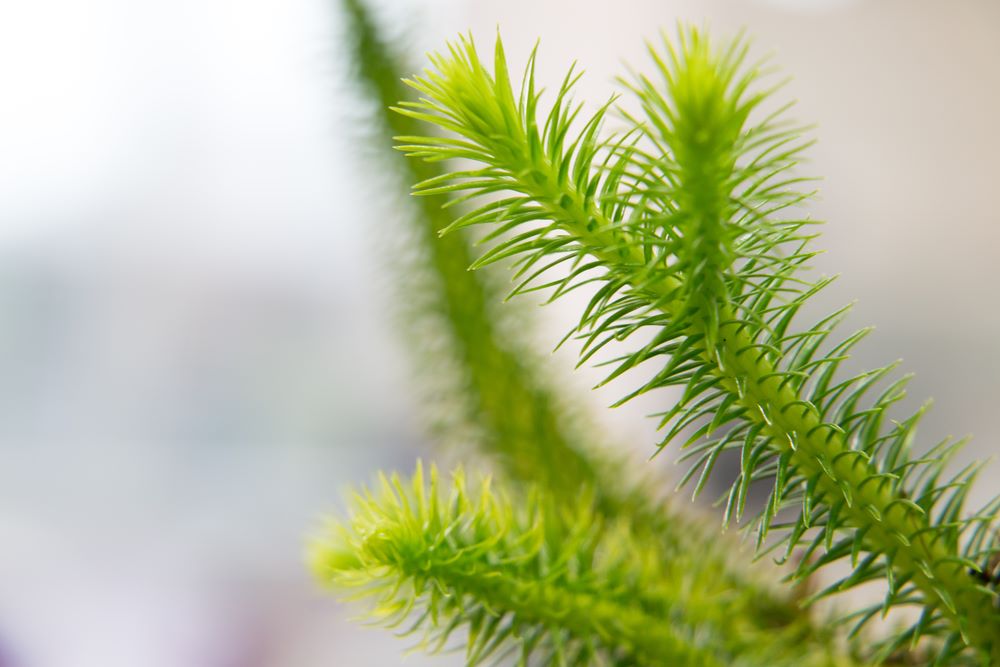 Lycopodium