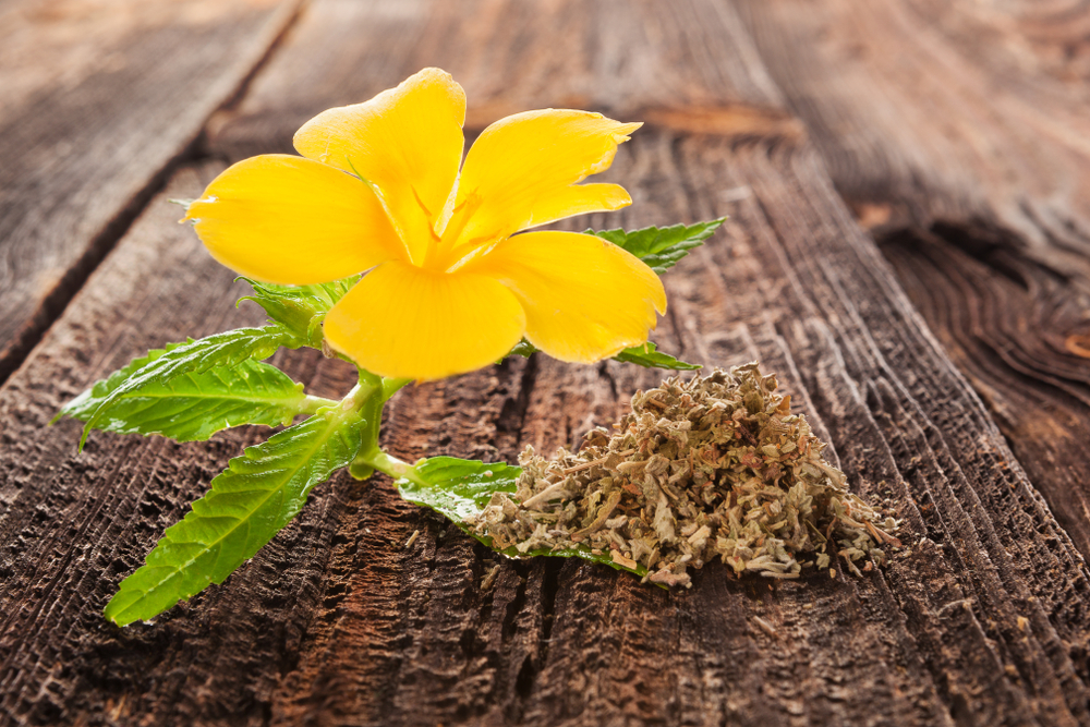 Organic Damiana