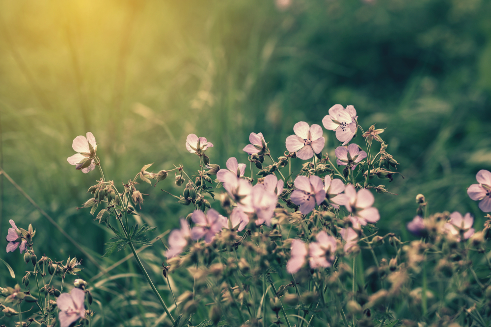 Organic Geranium Oil