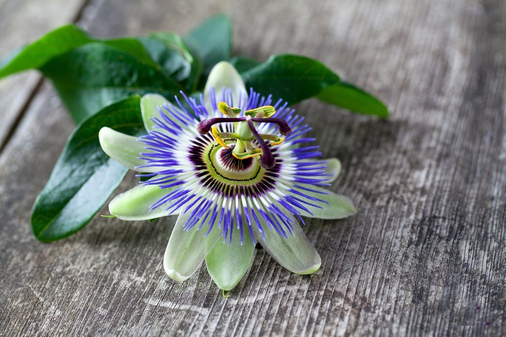 Organic Passion Flower
